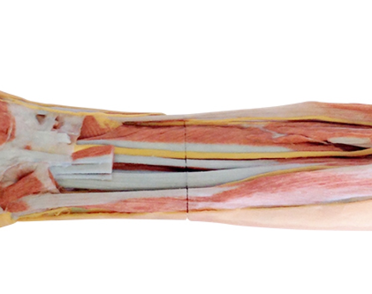 Анатомическая модель предплечья и кисти